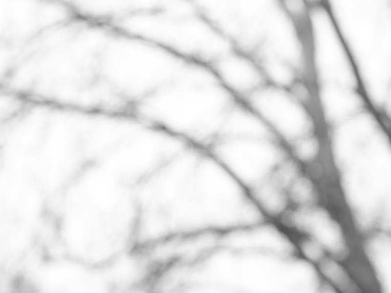 old tree | oude boom | albero&nbsp;vecchio